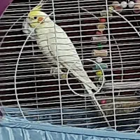 عروس بازی گوش سخنگو