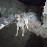 سلام. واگذاری یک سگ افغان ماده سالم.