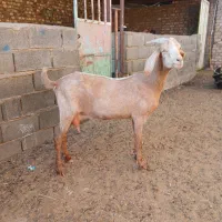 بز سانن‌ دورگ