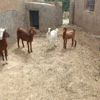 بزغاله سبک
