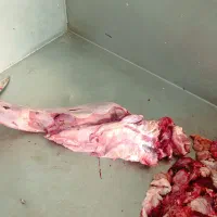 فروش عمده زبان گوشت مغز پاچه بناگوش جگر سفید|خوردنی و آشامیدنی|تهران, جوادیه|دیوار