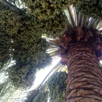 خدمات نخل
