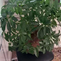 این گلهای سرسبز و قشنگ فروشی هستن|گل و گیاه طبیعی|لردگان, |دیوار