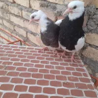 جوجه طوقی دستی هم میشن