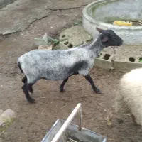 گوسفند رومانوف  حامله از نر رومن|حیوانات مزرعه|لاهیجان, بازکیاگوراب|دیوار