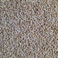 گندم‌بذری‌بوجاری‌شده‌پیشگام
