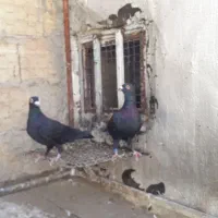 کبوتر پلاکی زنگی