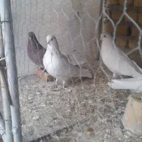 سفیدنوک ریزکشیده دمگیرذات بته دار