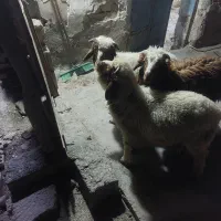 سه عدد بره یا همون گوسفند