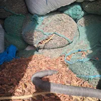 خرما  سلوکی