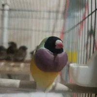 فنچ گلدین نر و جوجه قناری
