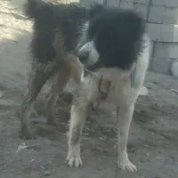 واگذاری سگ قدرجونی|سگ|سیرجان, |دیوار