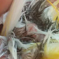 جفت قناری