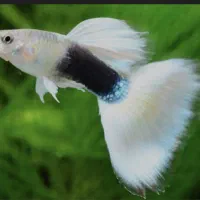 ماهی مولی و گوپی|ماهی|مشهد, ادیب نیشابوری (شهرک غرب)|دیوار