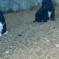 طوله قدرجونی