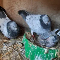 کبوتر|پرنده|پاکدشت, پاکدشت (مامازند)|دیوار