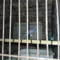 معاوضه فقط با گرینچیک یا فروش نقدی|پرنده|رفسنجان, |دیوار