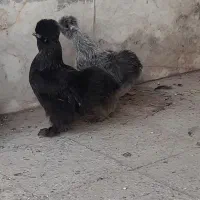 مرغ
