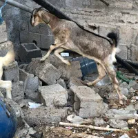 بز قیمت مناسب عسلویه|حیوانات مزرعه|عسلویه, |دیوار