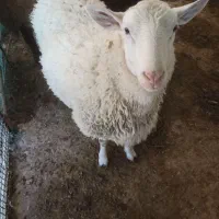 بره رومن و رومانف