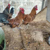 خروس منیاتوری