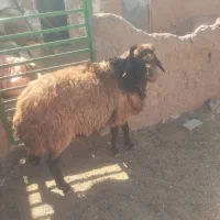 قوچ همو سه ساله خوش رنگ وفنوتیپ عالی ب شرط بره دهی