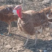 بوقلمون|حیوانات مزرعه|بشاریات, |دیوار