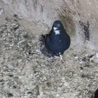 کبوتر گرفتنی بسیار سالم