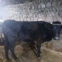 گاو|حیوانات مزرعه|انگوت, |دیوار