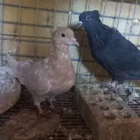 کفتر دم سفید|پرنده|شاهین‌شهر, شهرک گلدیس|دیوار