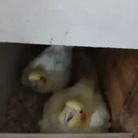 تخم عروس هلندی لوتینیو|پرنده|اسلامشهر, مظفریه|دیوار