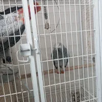 جوجه کاسکو طوطی