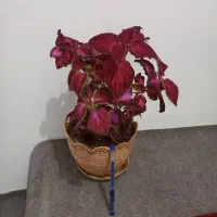 تعدادی گل|گل و گیاه طبیعی|ارومیه, |دیوار