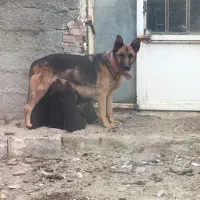 توله سگ ژرمن وررک|سگ|اردبیل, |دیوار