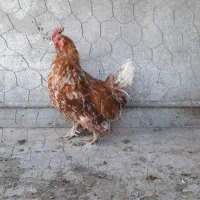 مرغ|حیوانات مزرعه|فردوس (خراسان), |دیوار