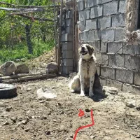 سگ نر قهدرجونی .ماده میکس افغان