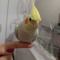 عروس هلندی طلایی