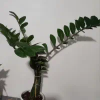 گل آپارتمانی