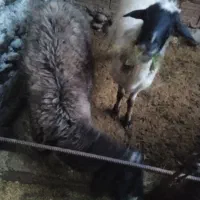 گوسفندآبستن