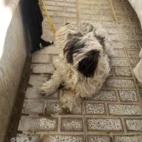 سن 1.5|سگ|تربت‌حیدریه, ۴۵ متری|دیوار
