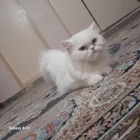 واگذاری گربه پرشین