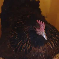 خروس محلی اصل و مرغ کرچ|حیوانات مزرعه|شیراز, شهرک گلستان|دیوار