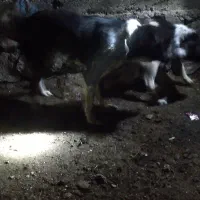 سگ قدیر جان