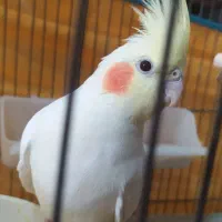 عروس هلندی لوتینو ماده