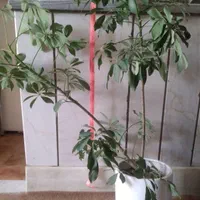 گیاهان آپارتمانی|گل و گیاه طبیعی|اصفهان, رزمندگان|دیوار