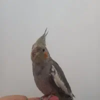 عروس هلندی نر