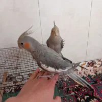 عروس هلندی|پرنده|اسفراین, |دیوار