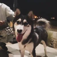 هاسکی|سگ|مبارکه, |دیوار