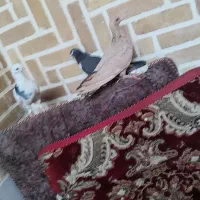 چند عدد کفتر درجه یک|پرنده|اردکان, |دیوار