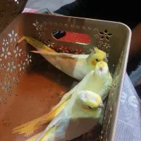 عروس هلندی